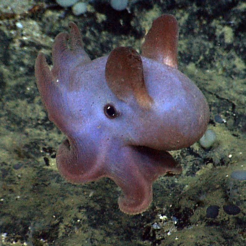 Chobotnice Dumbo